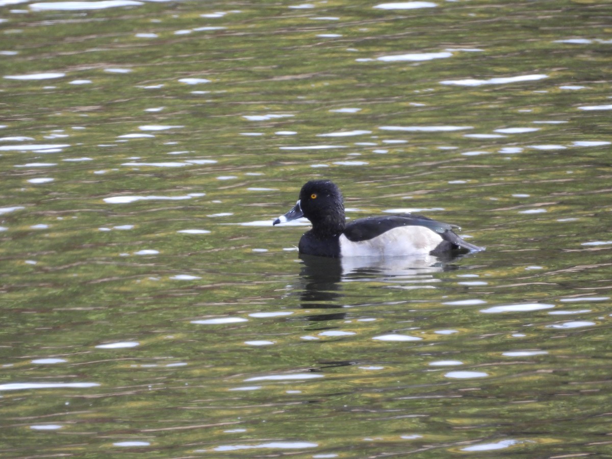 Ring-necked Duck - ML644289319