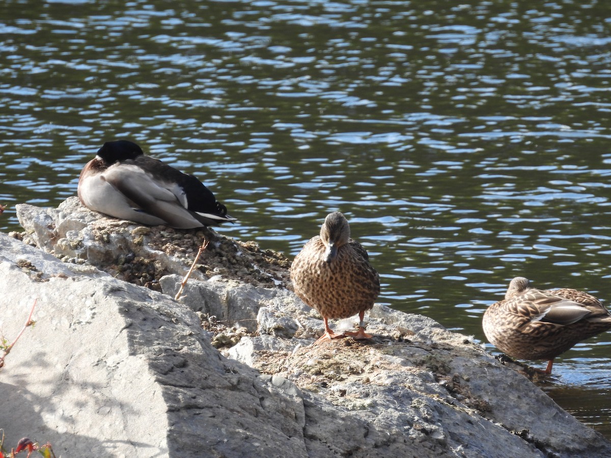 Mallard - ML644289327