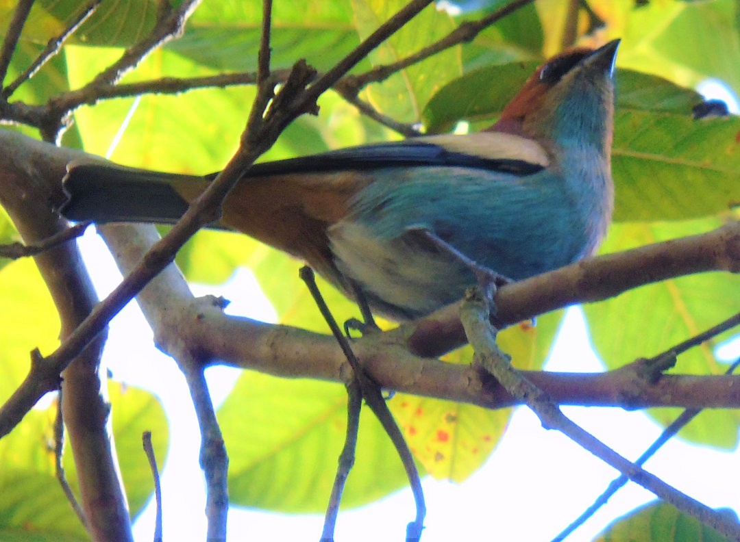 Chestnut-backed Tanager - ML644289332