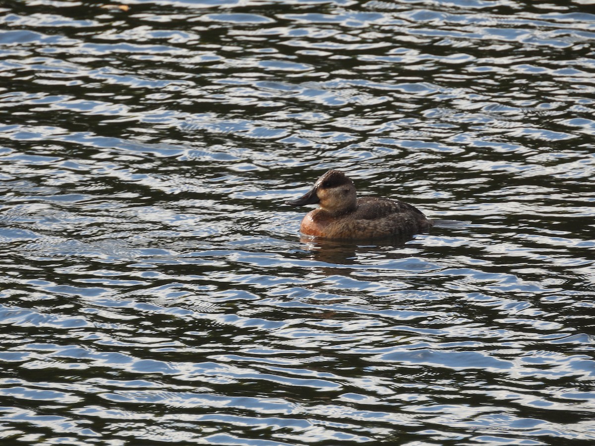 Ruddy Duck - ML644289337