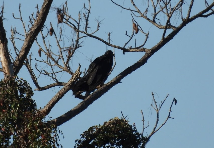 Black Vulture - ML644289342