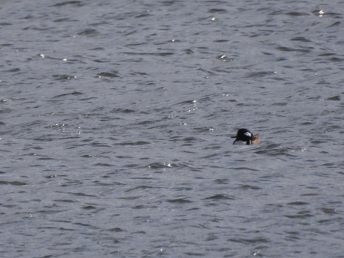 Hooded Merganser - ML644289343