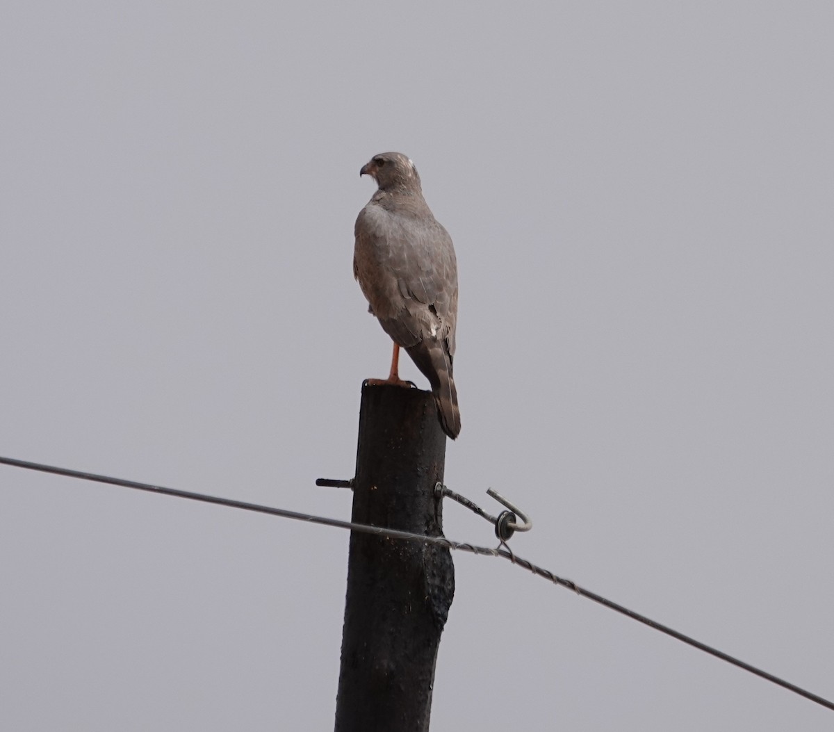 コシジロウタオオタカ - ML644289346