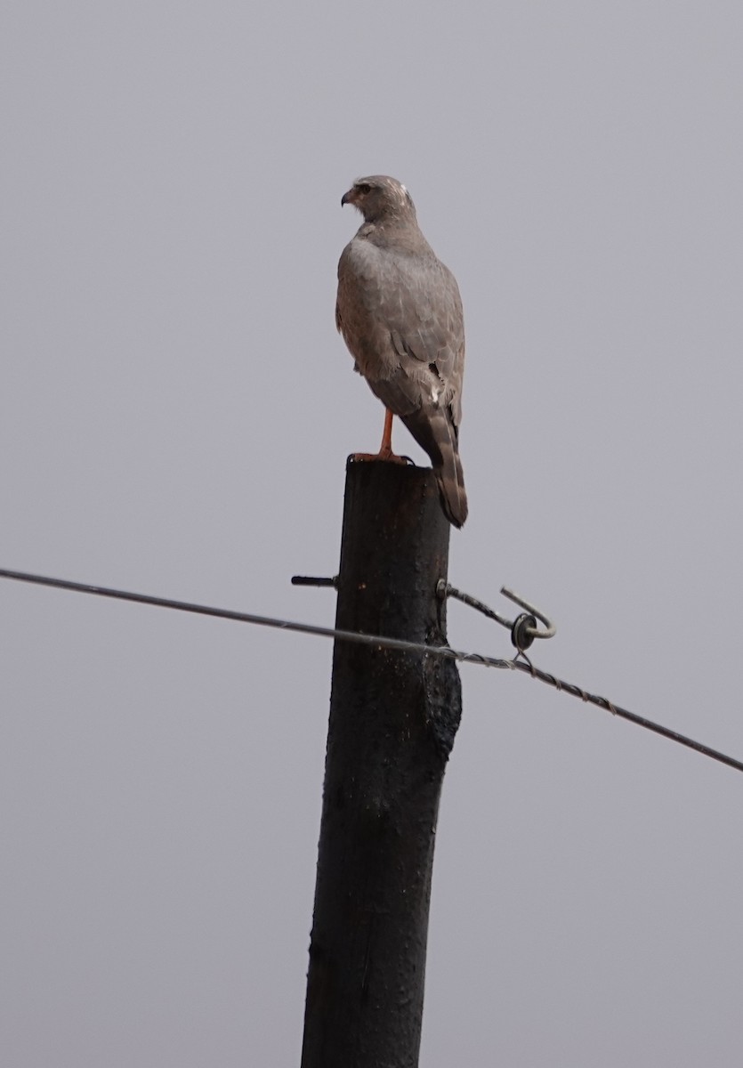 コシジロウタオオタカ - ML644289347