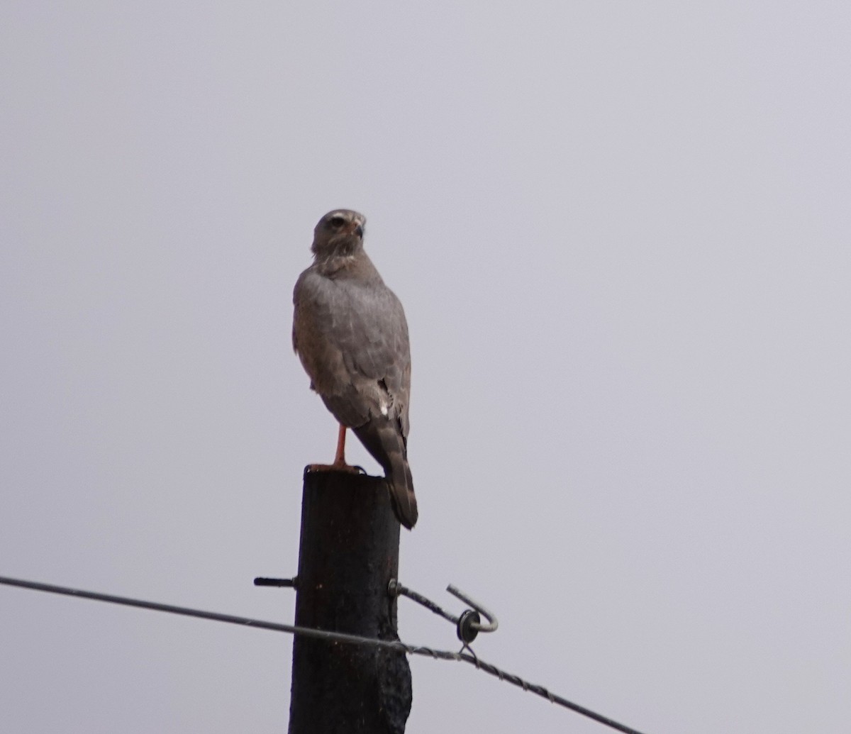 コシジロウタオオタカ - ML644289348