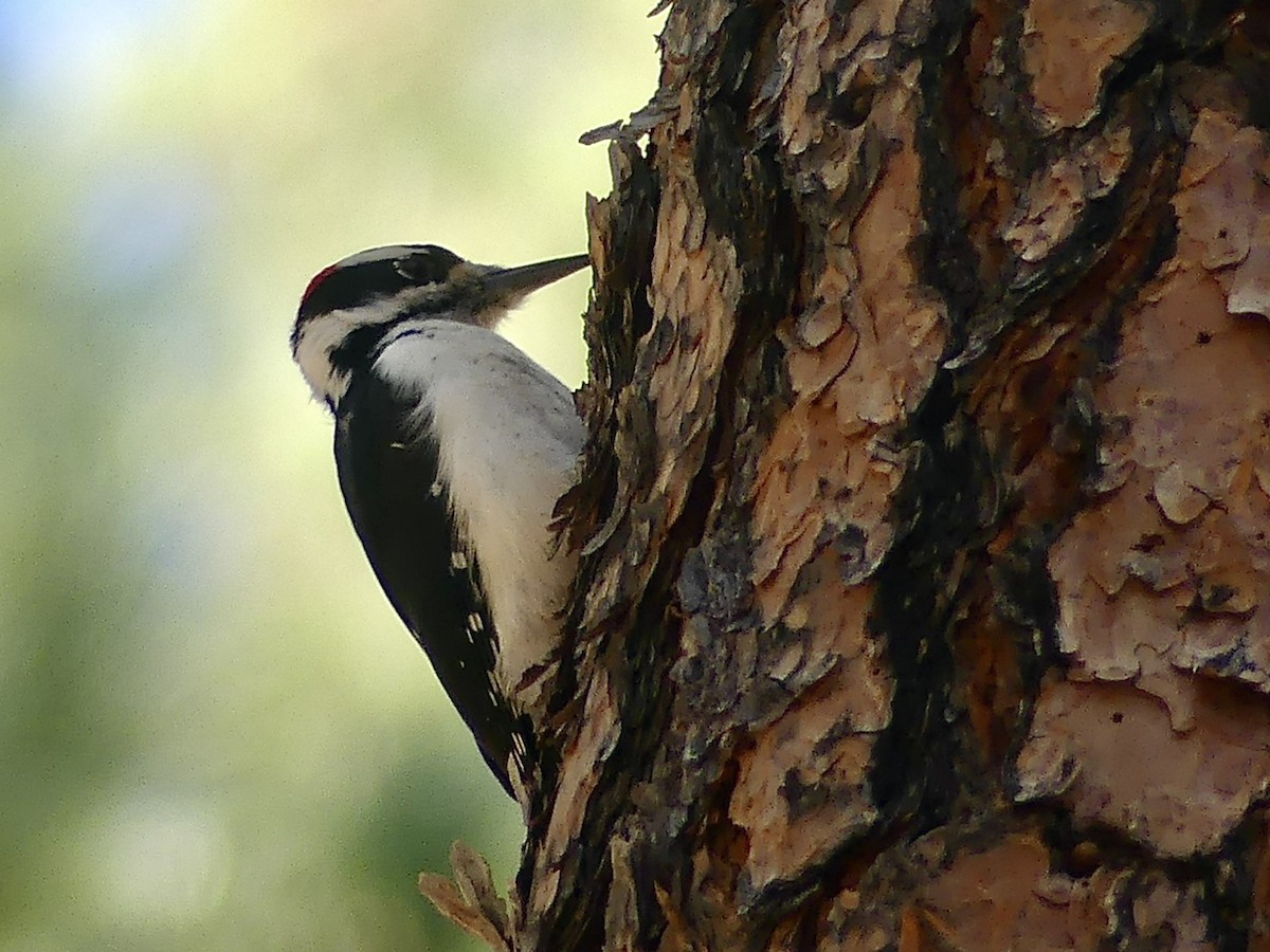 Hairy Woodpecker (Rocky Mts.) - ML644289351