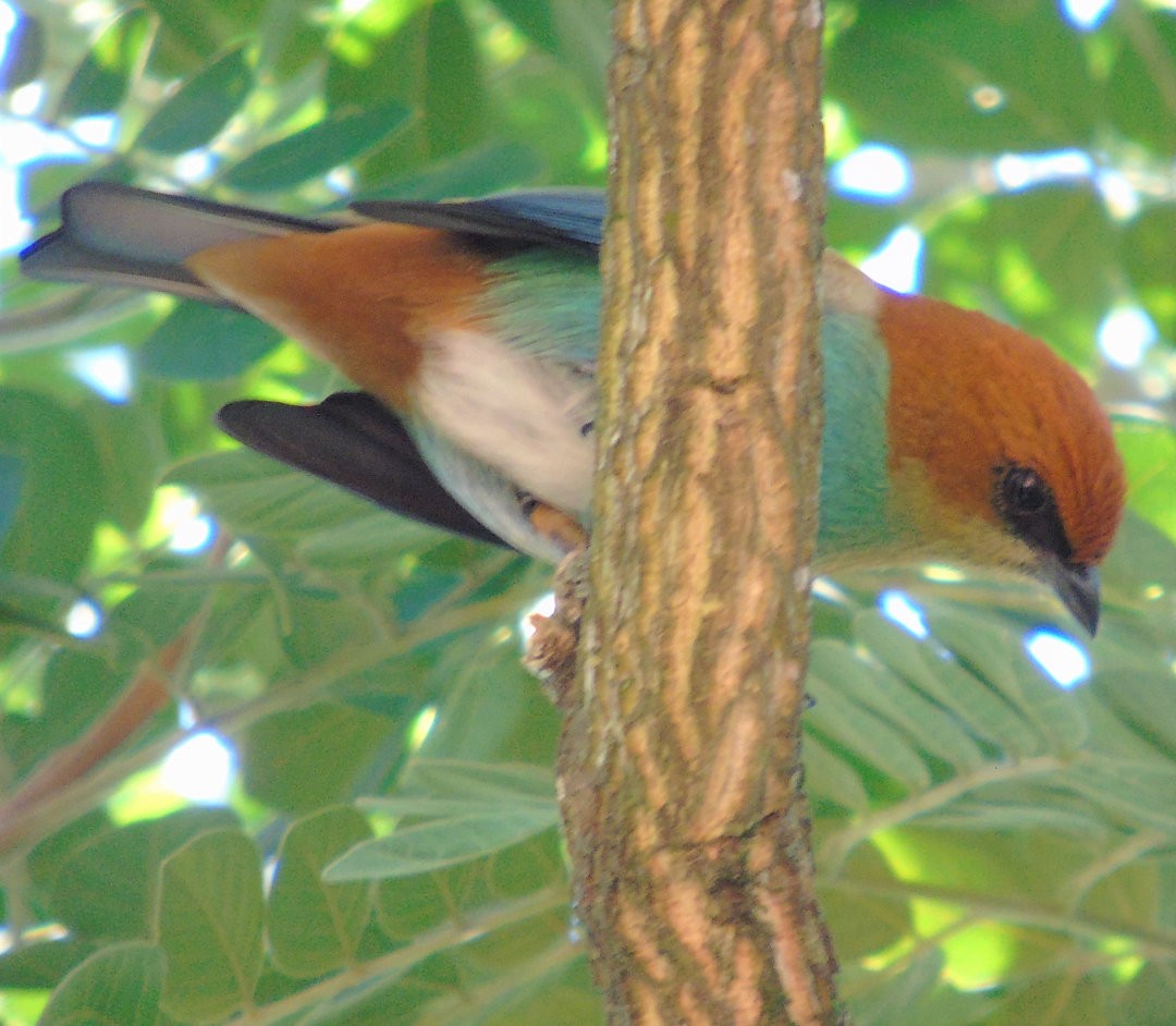 Chestnut-backed Tanager - ML644289355