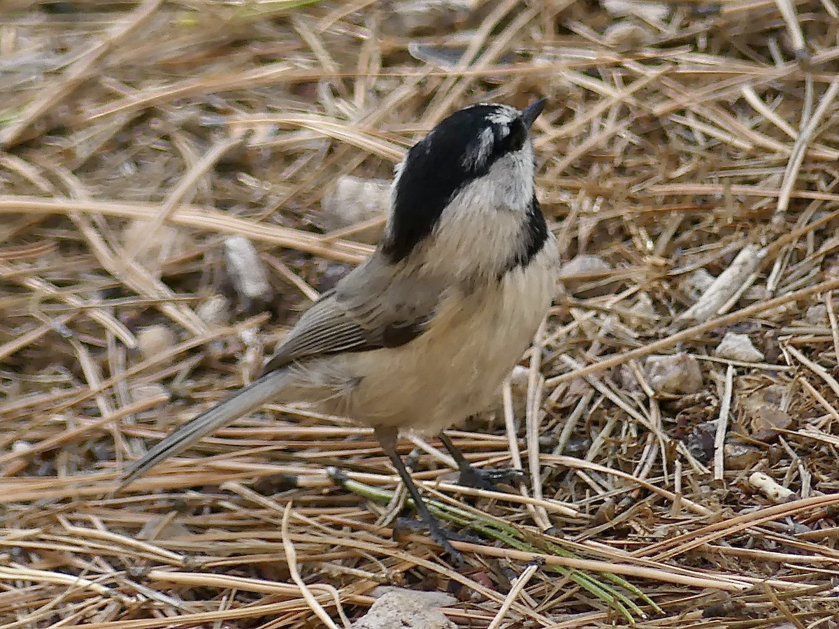 Mountain Chickadee (Rocky Mts.) - ML644289360