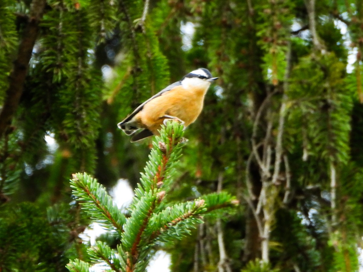 Red-breasted Nuthatch - ML644289362