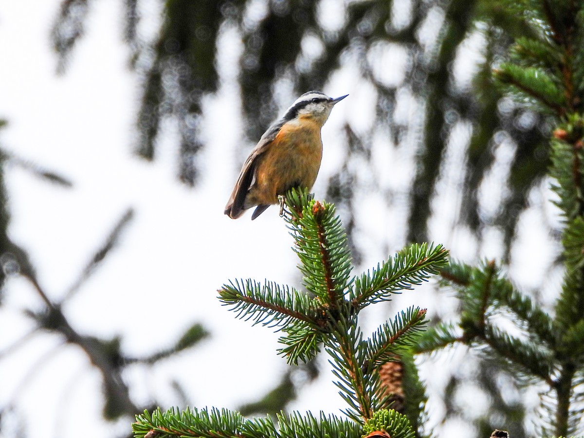 Red-breasted Nuthatch - ML644289363