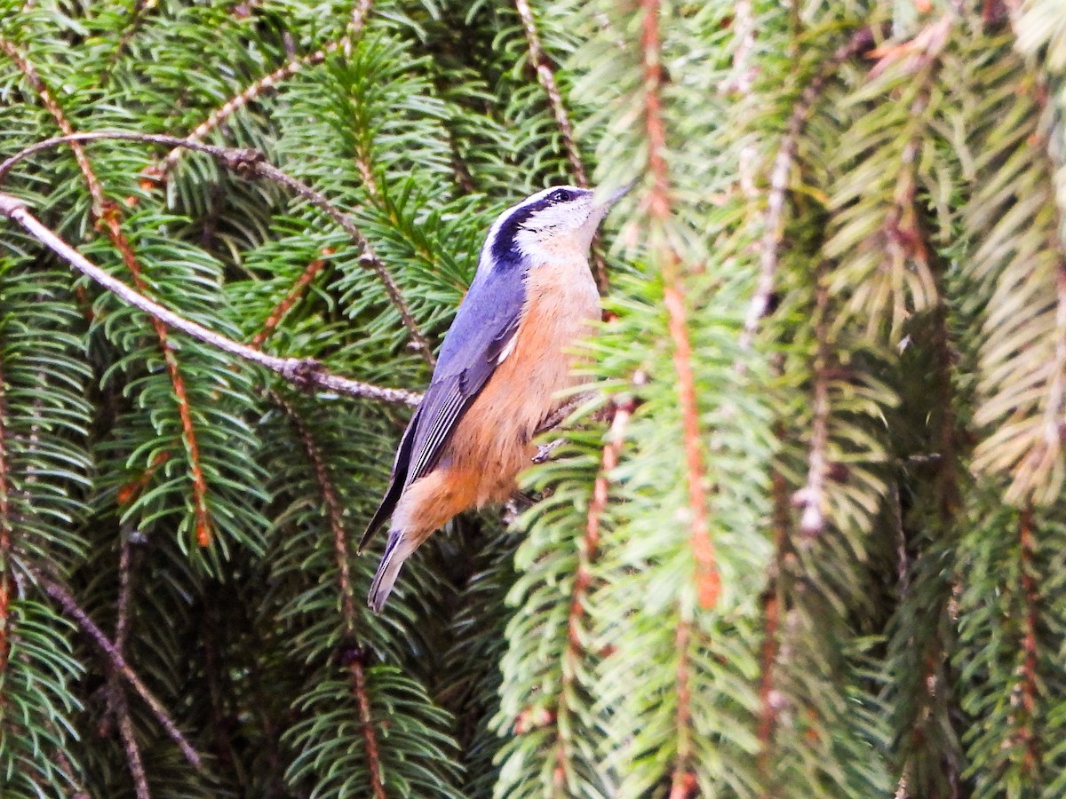 Red-breasted Nuthatch - ML644289366