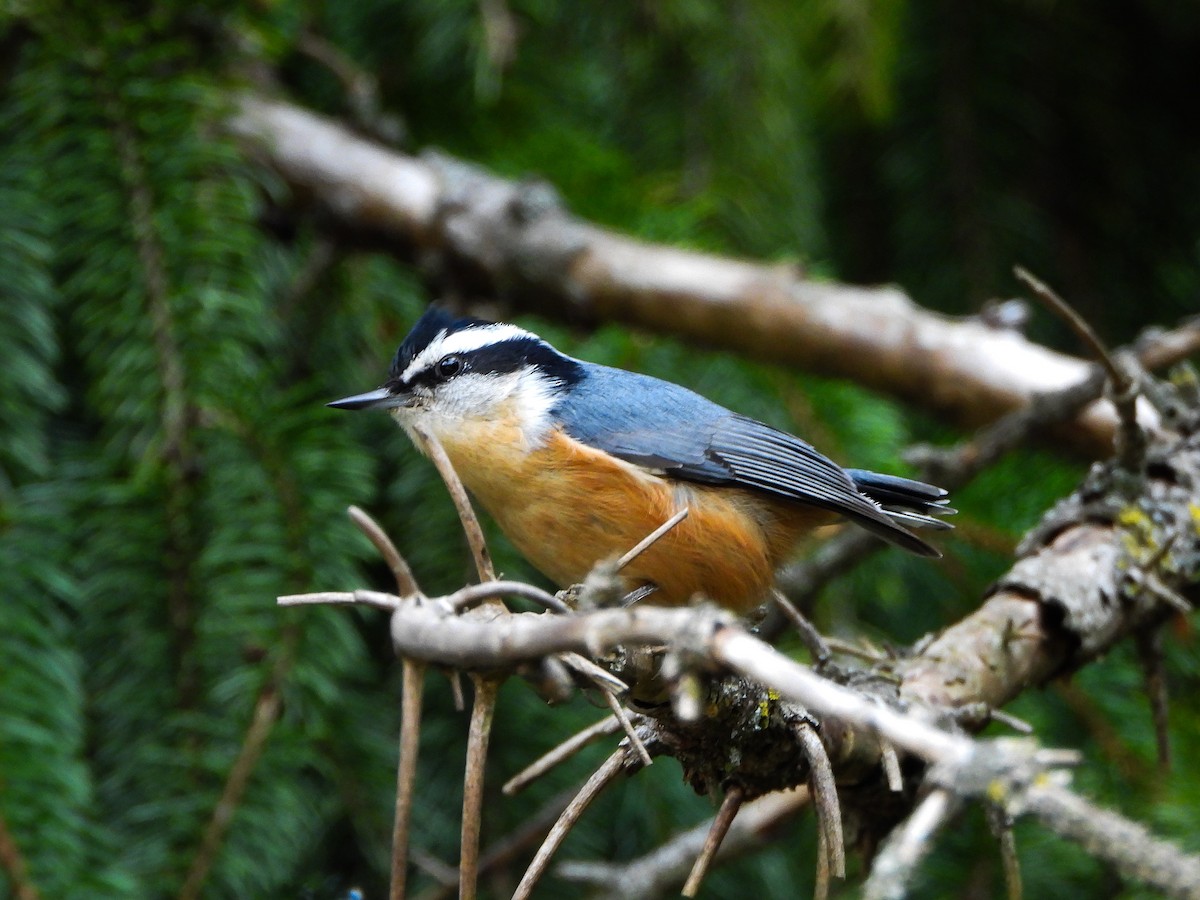 Red-breasted Nuthatch - ML644289367