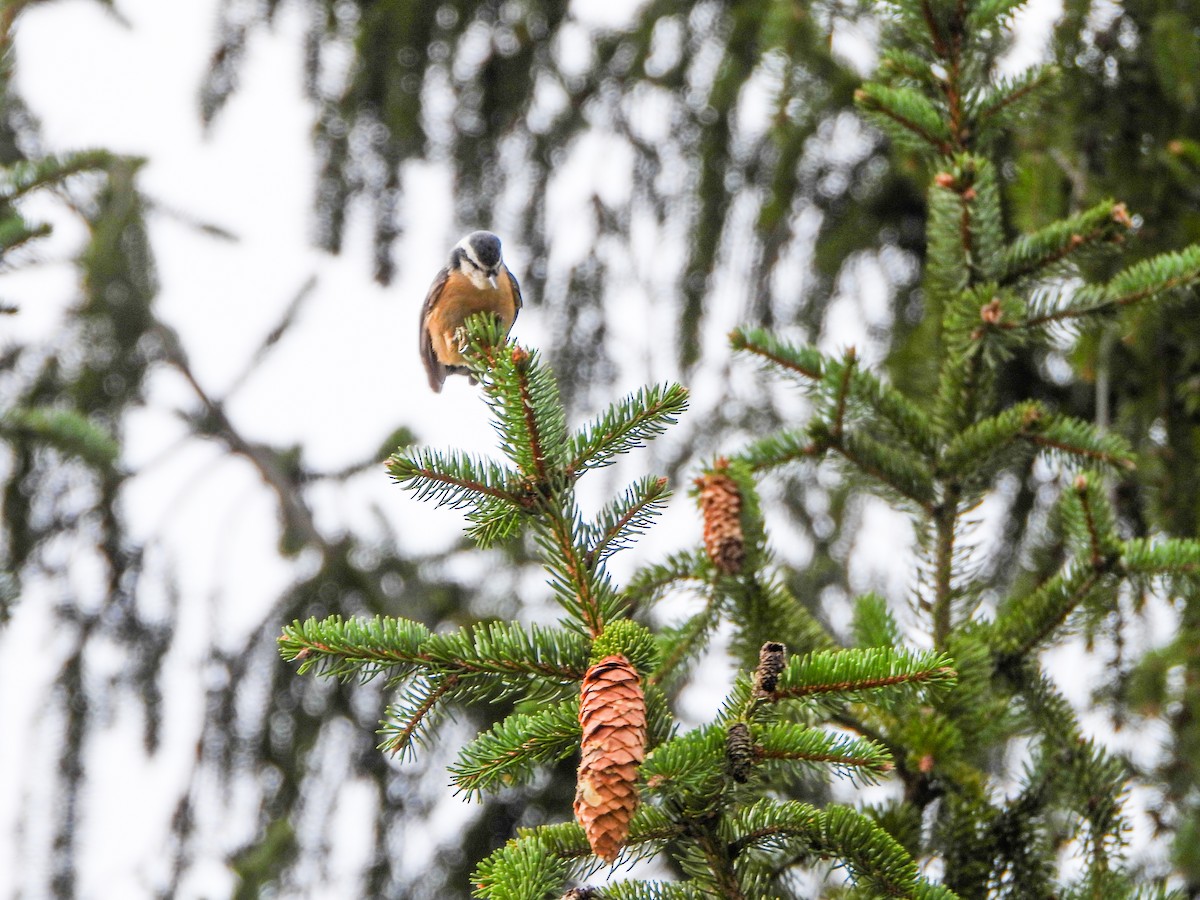 Red-breasted Nuthatch - ML644289369