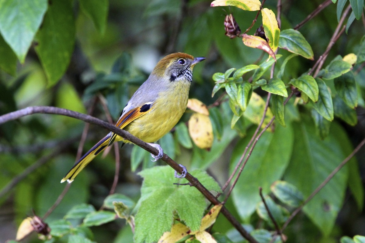 Chestnut-tailed Minla - ML644289373