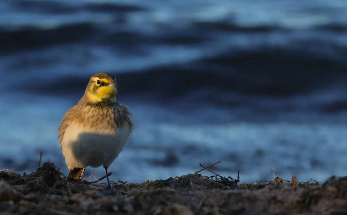 Alondra Cornuda - ML644289376