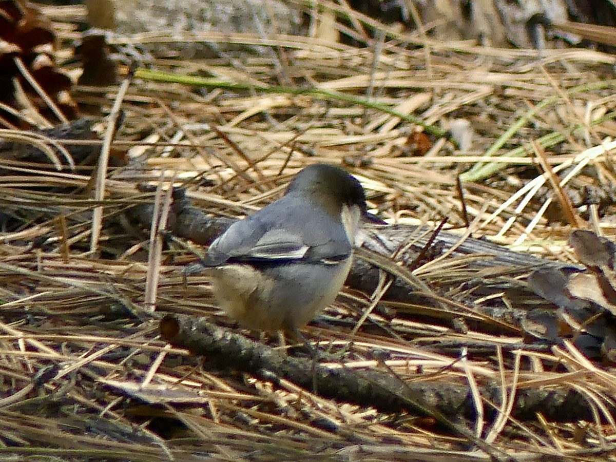 pygméspettmeis - ML644289377