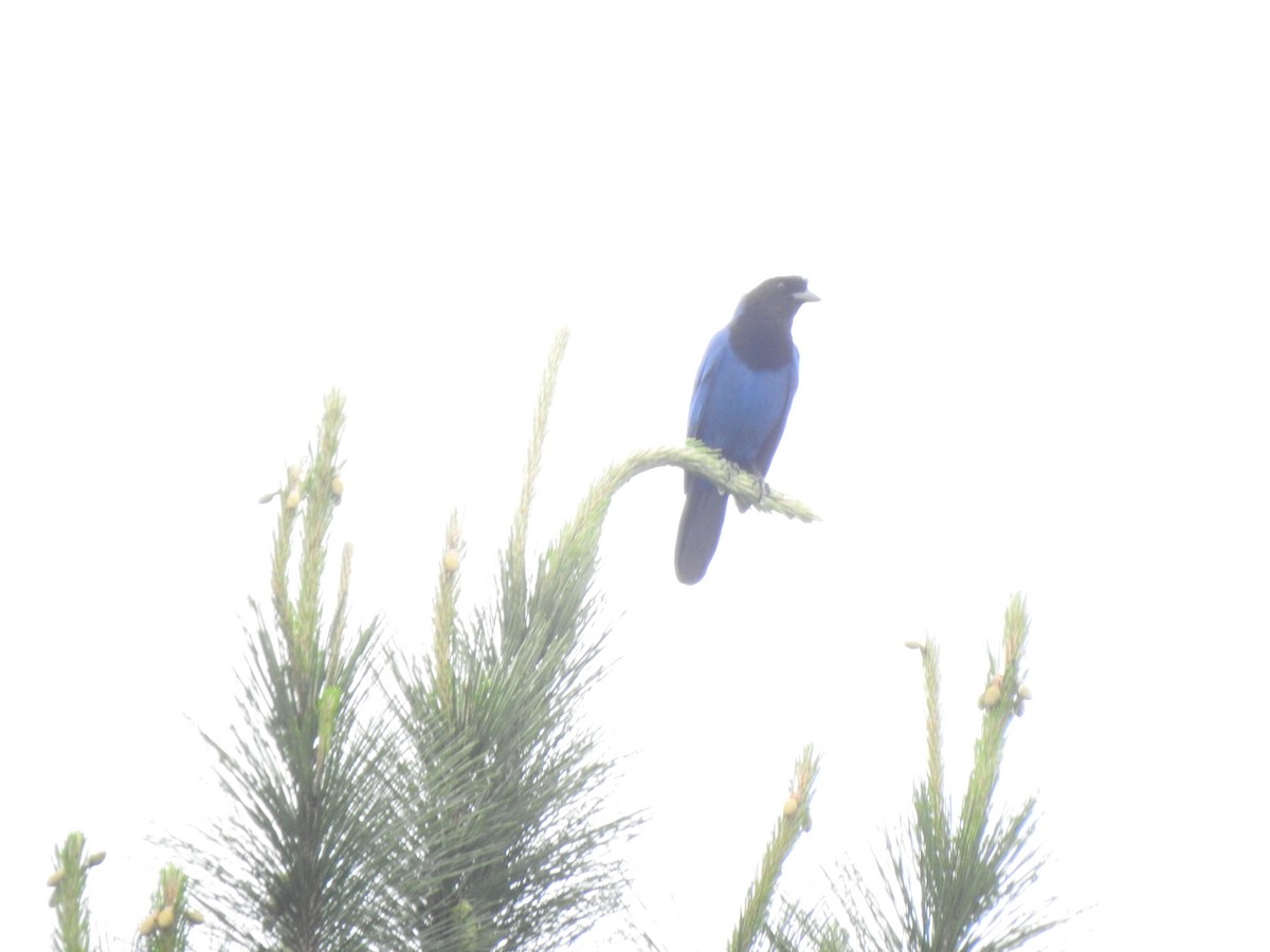 Chara Cerúlea - ML644289380