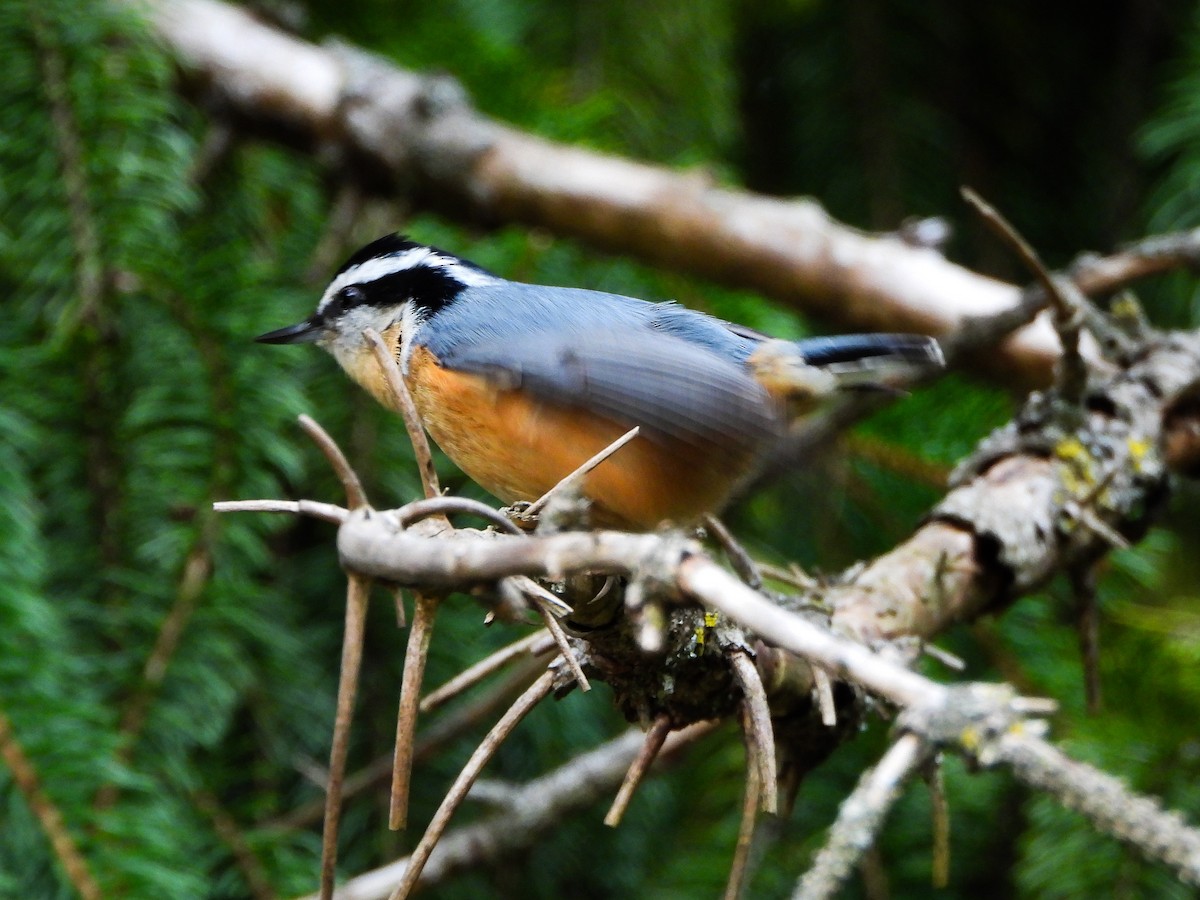 Red-breasted Nuthatch - ML644289383