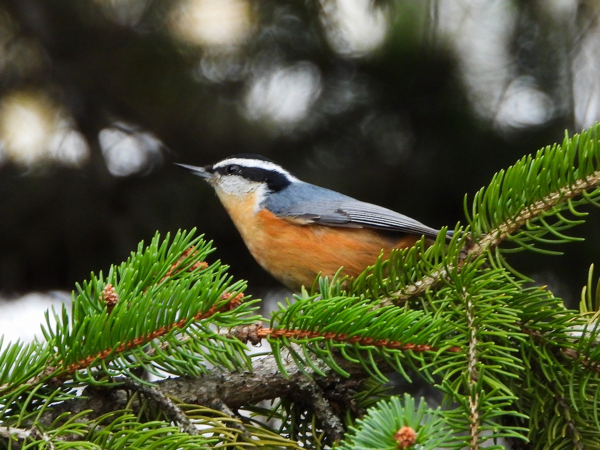 Red-breasted Nuthatch - ML644289384