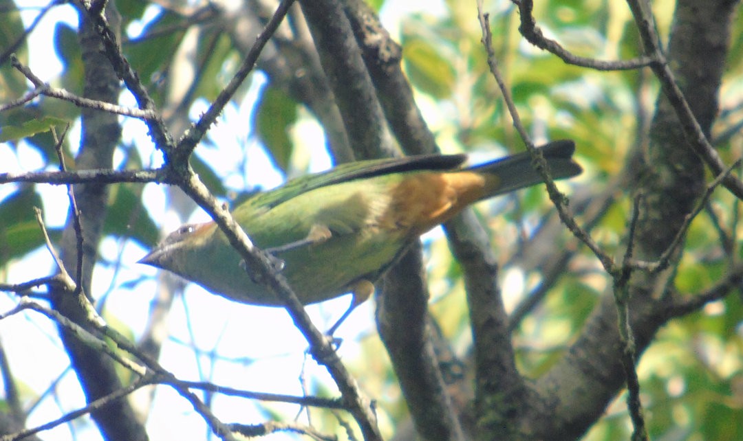 Chestnut-backed Tanager - ML644289385