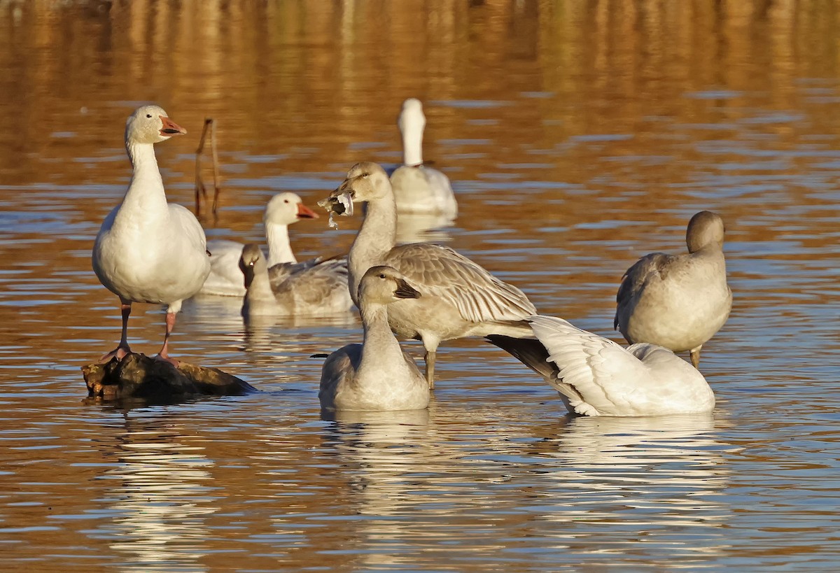 Snow Goose - ML644289386