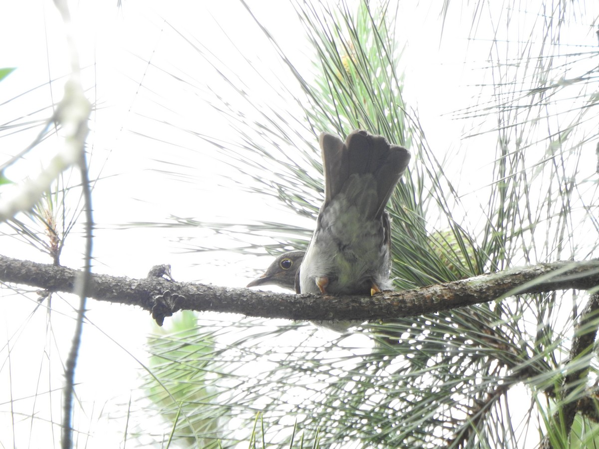 Yellow-legged Thrush - ML644289390