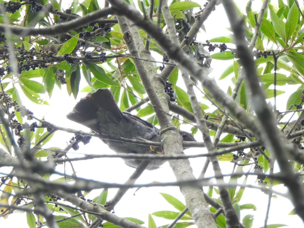 Yellow-legged Thrush - ML644289391