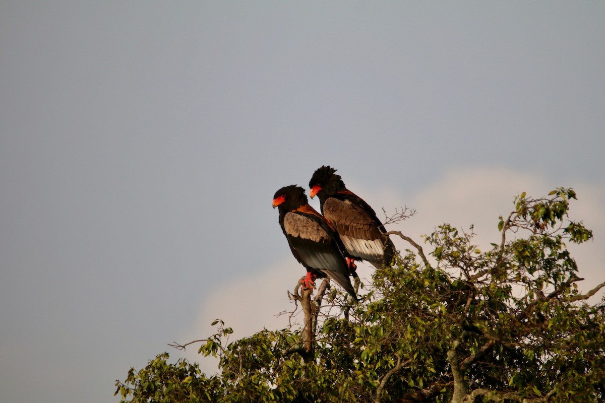 Bateleur des savanes - ML644289394