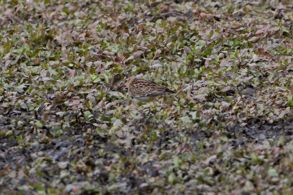 Pectoral Sandpiper - ML644289395