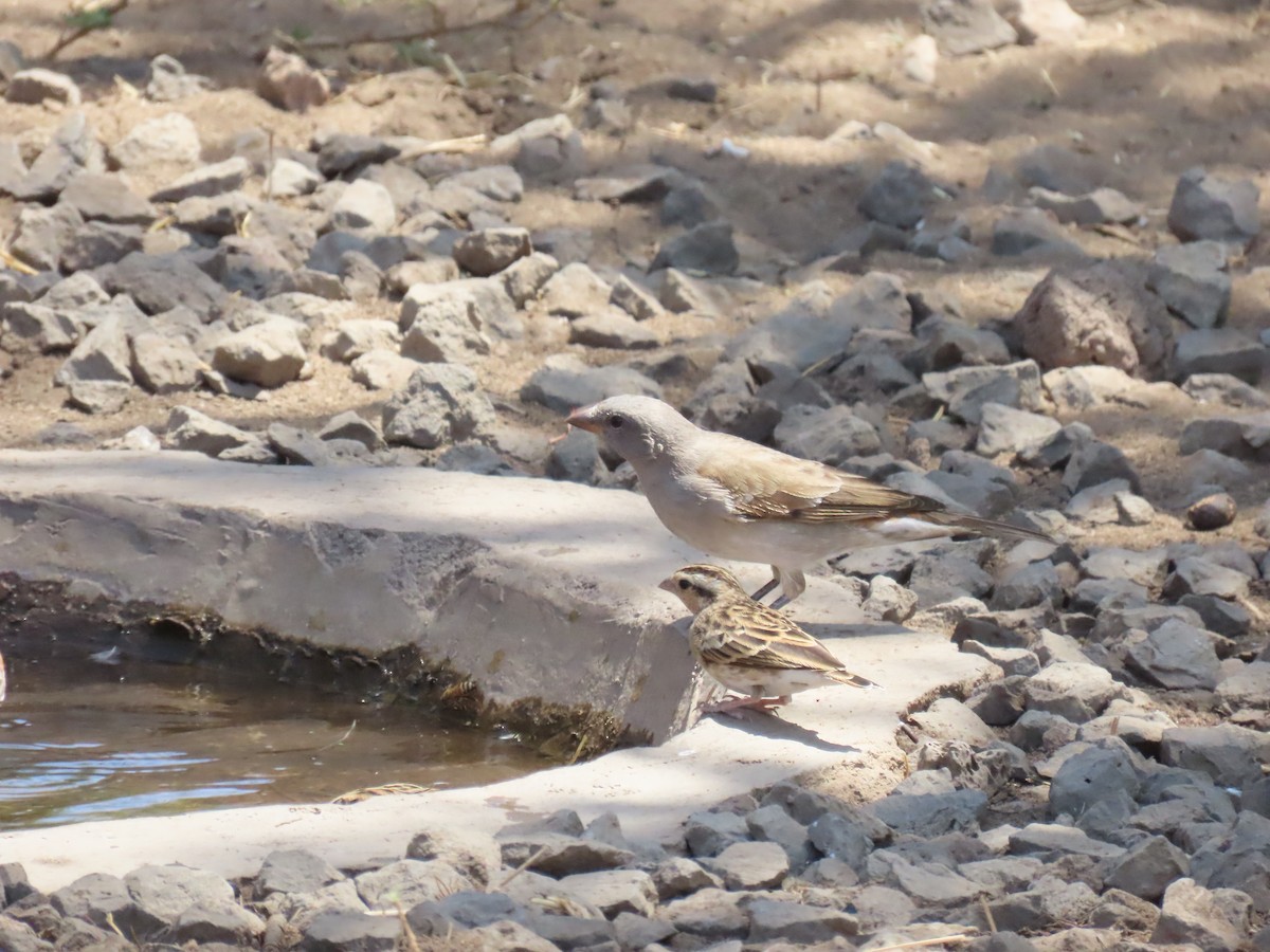 Northern Gray-headed Sparrow - ML644289403
