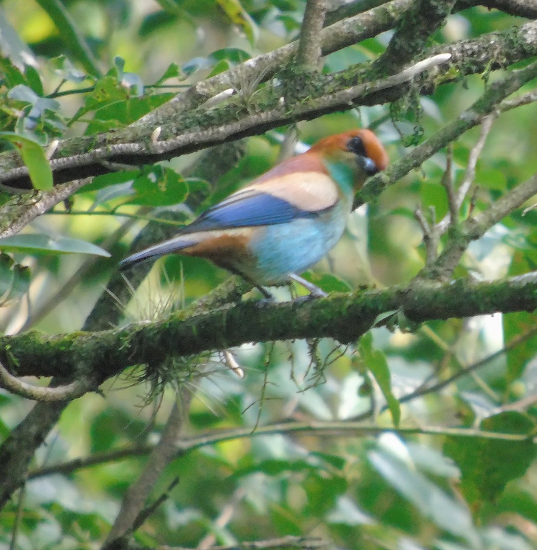 Chestnut-backed Tanager - ML644289409