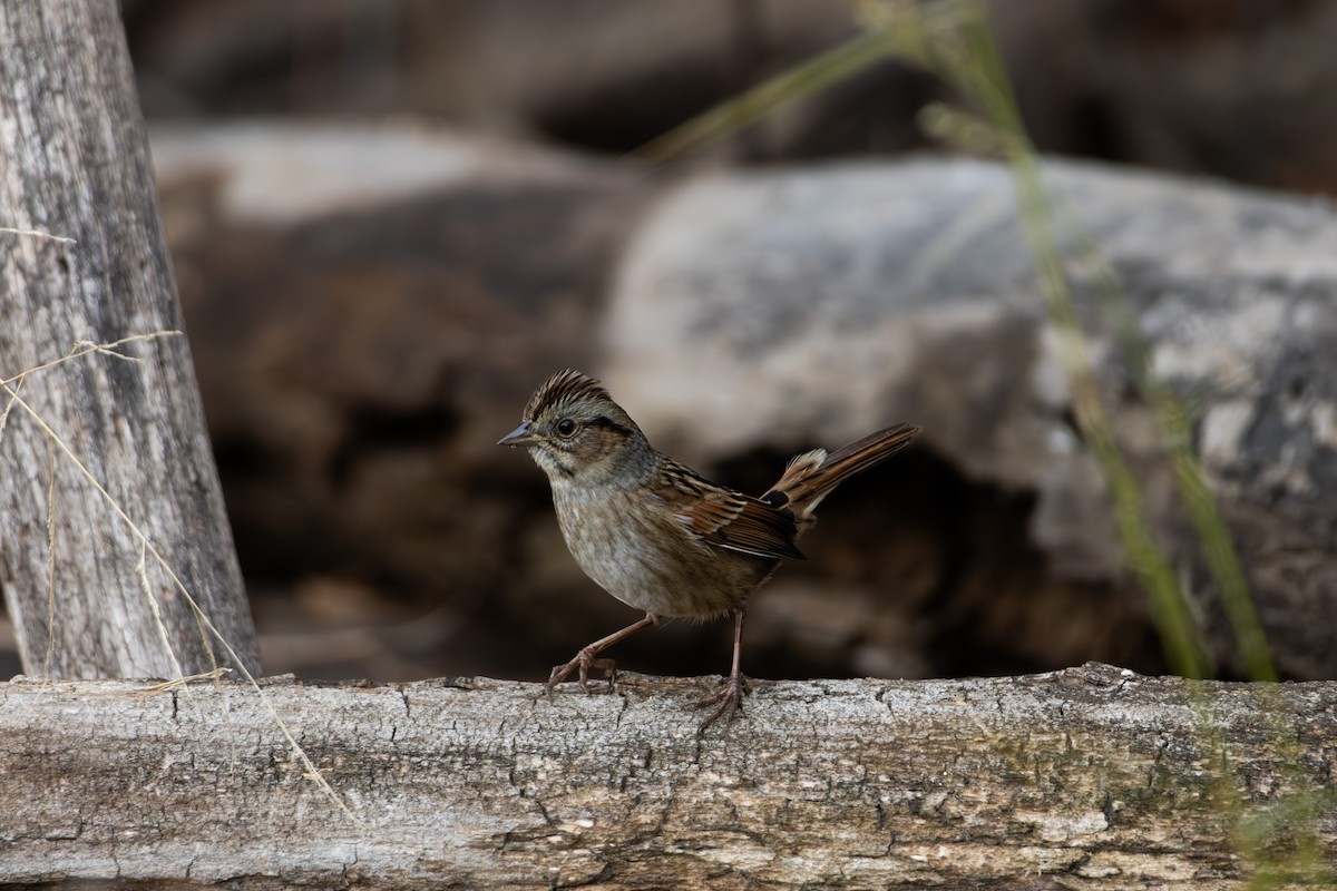Swamp Sparrow - ML644289412