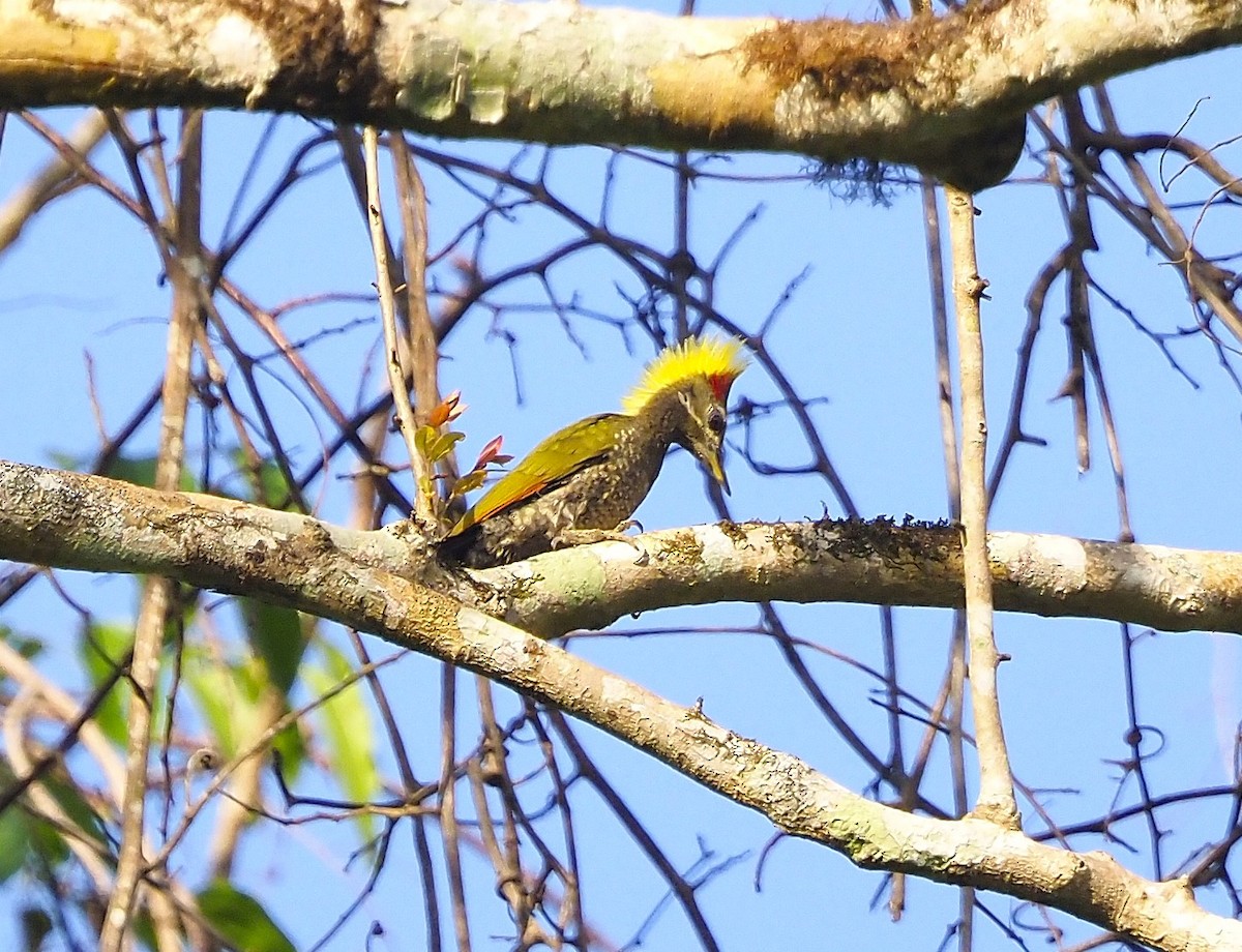 Lesser Yellownape - ML644289414