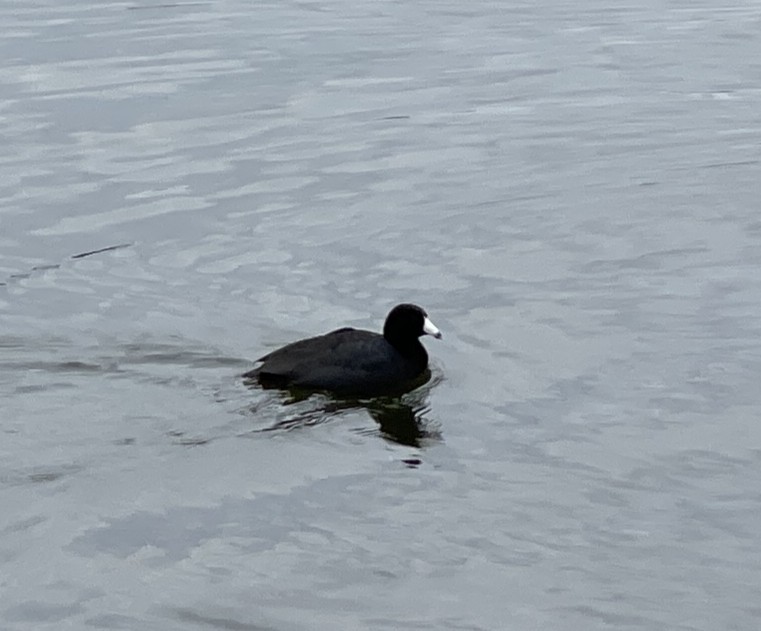 American Coot - ML644289421
