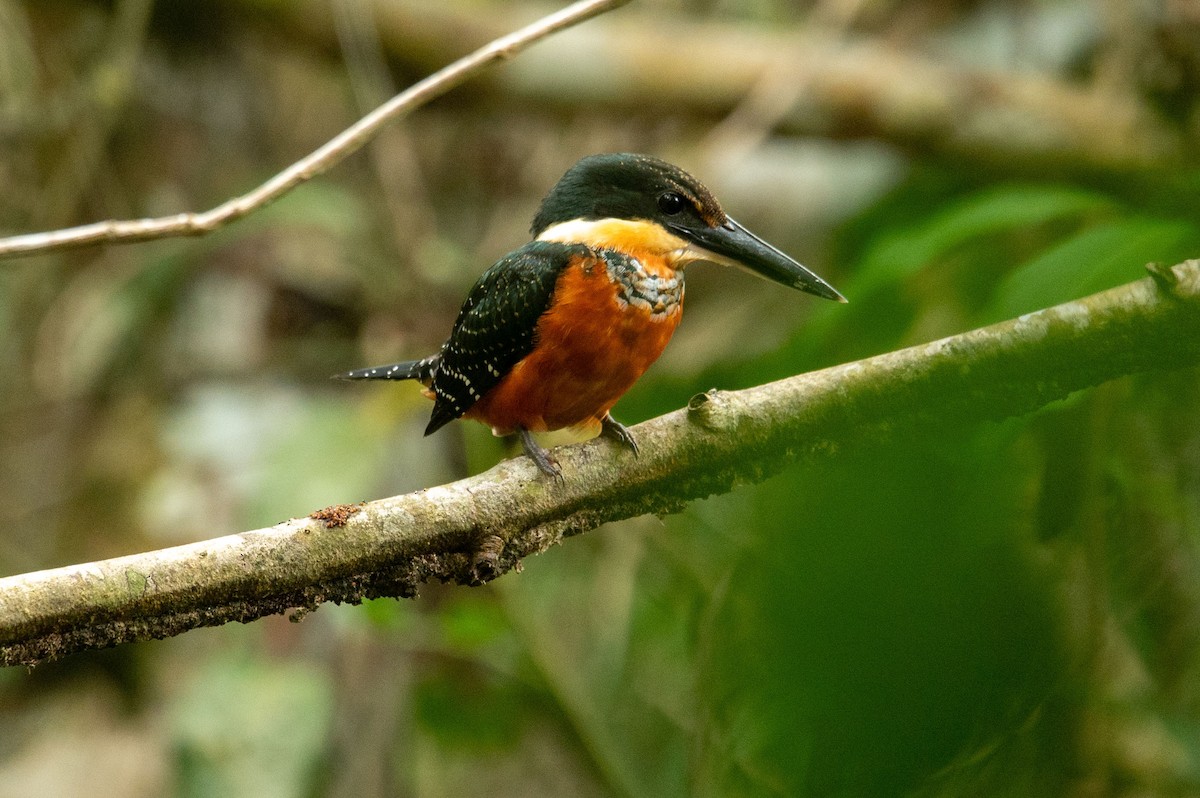 Green-and-rufous Kingfisher - ML644289424