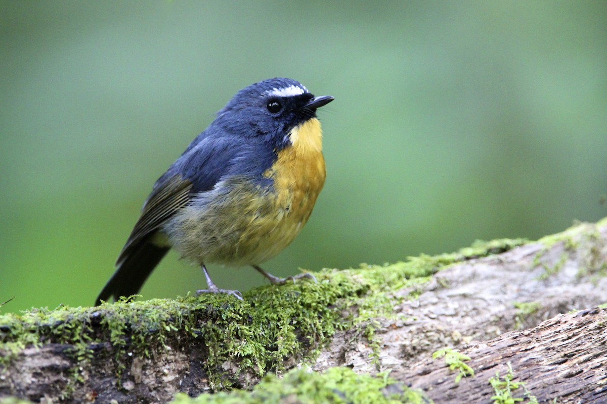 Snowy-browed Flycatcher - ML644289434