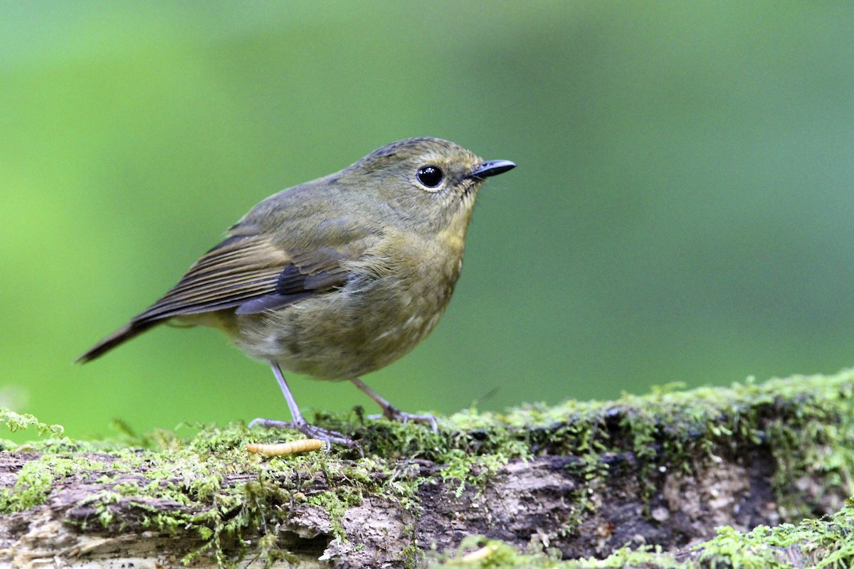 Snowy-browed Flycatcher - ML644289435
