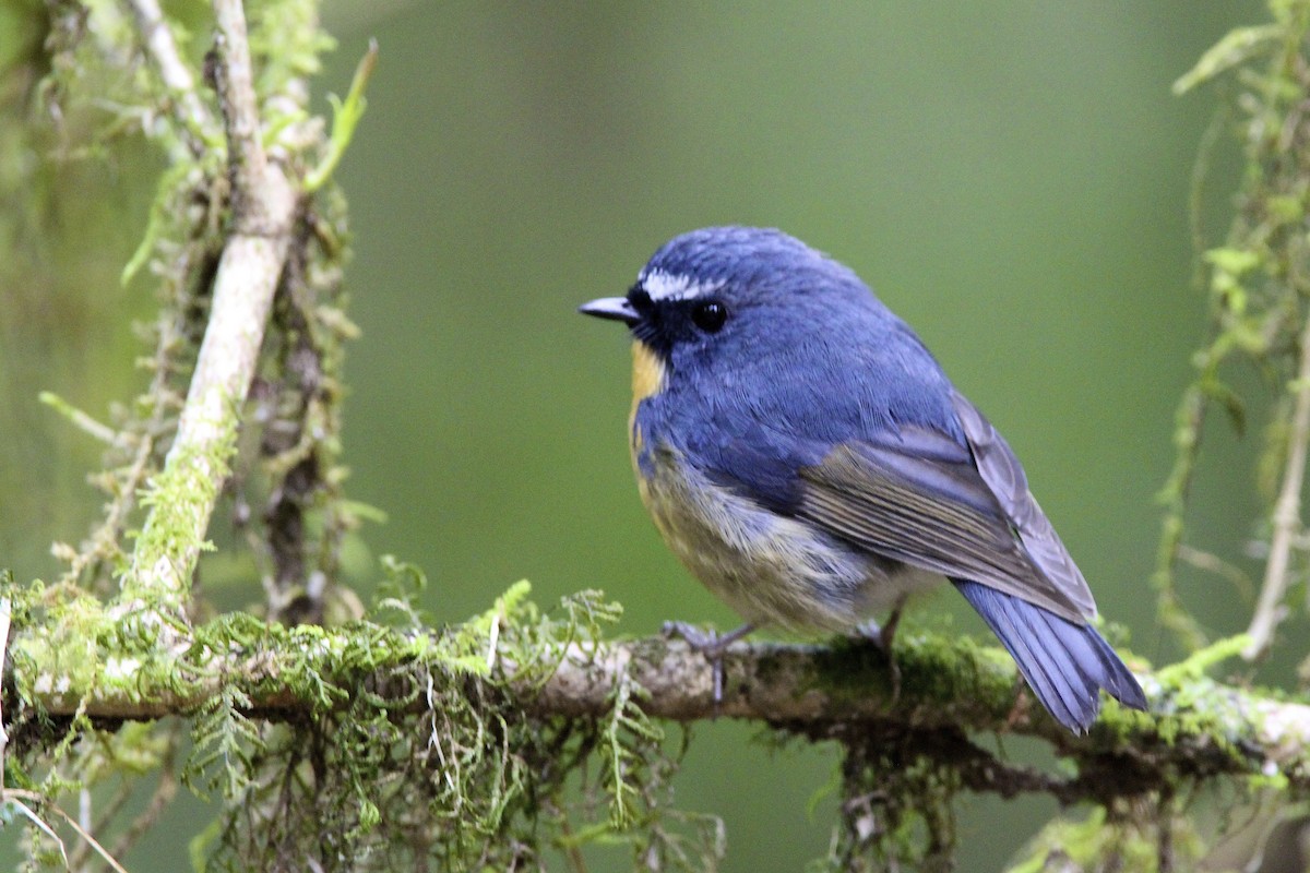 Snowy-browed Flycatcher - ML644289436