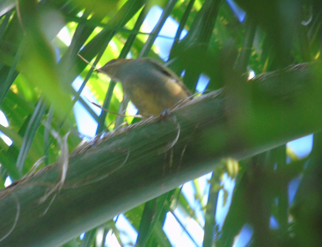 Chestnut-backed Tanager - ML644289442