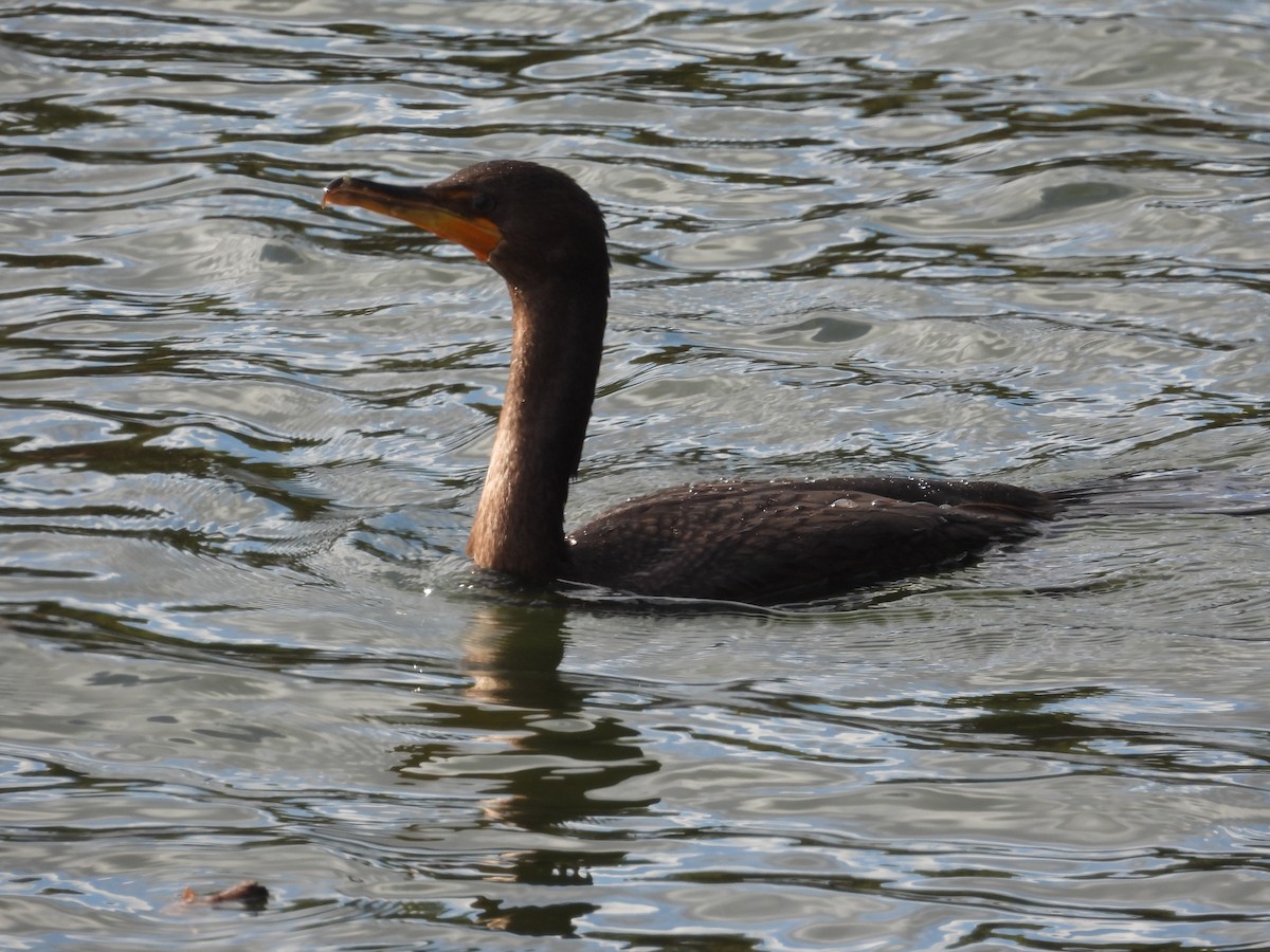 Double-crested Cormorant - ML644289444