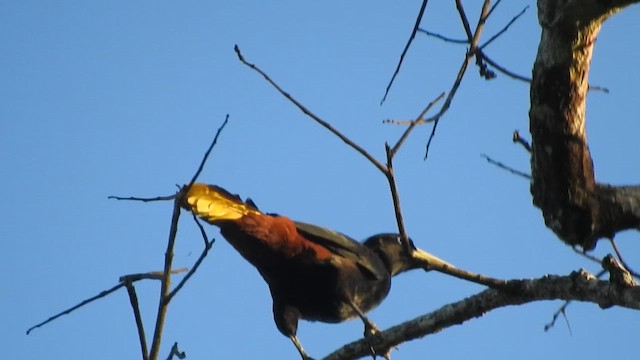Crested Oropendola - ML644289446