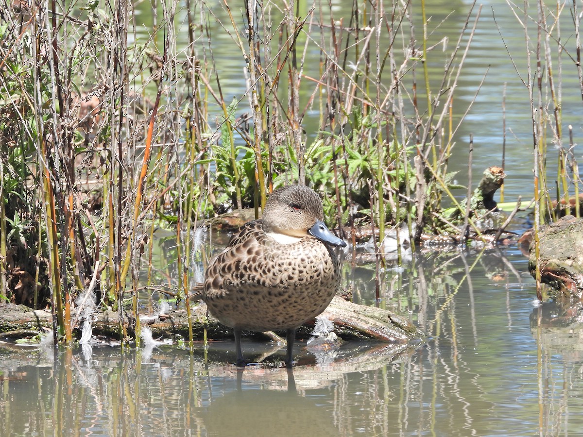 Zertzeta grisa - ML644289452