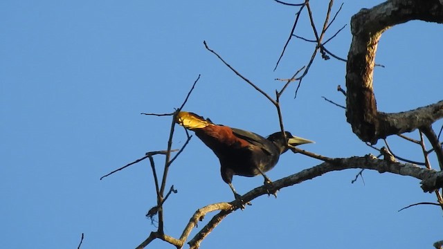 Crested Oropendola - ML644289460