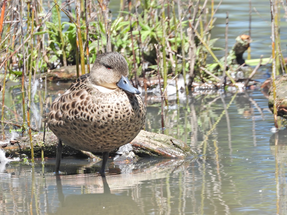 Zertzeta grisa - ML644289469