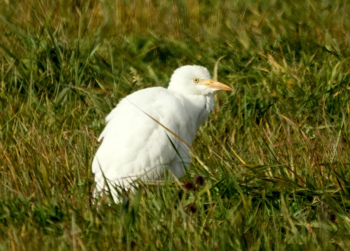 Western Cattle-Egret - ML644289470