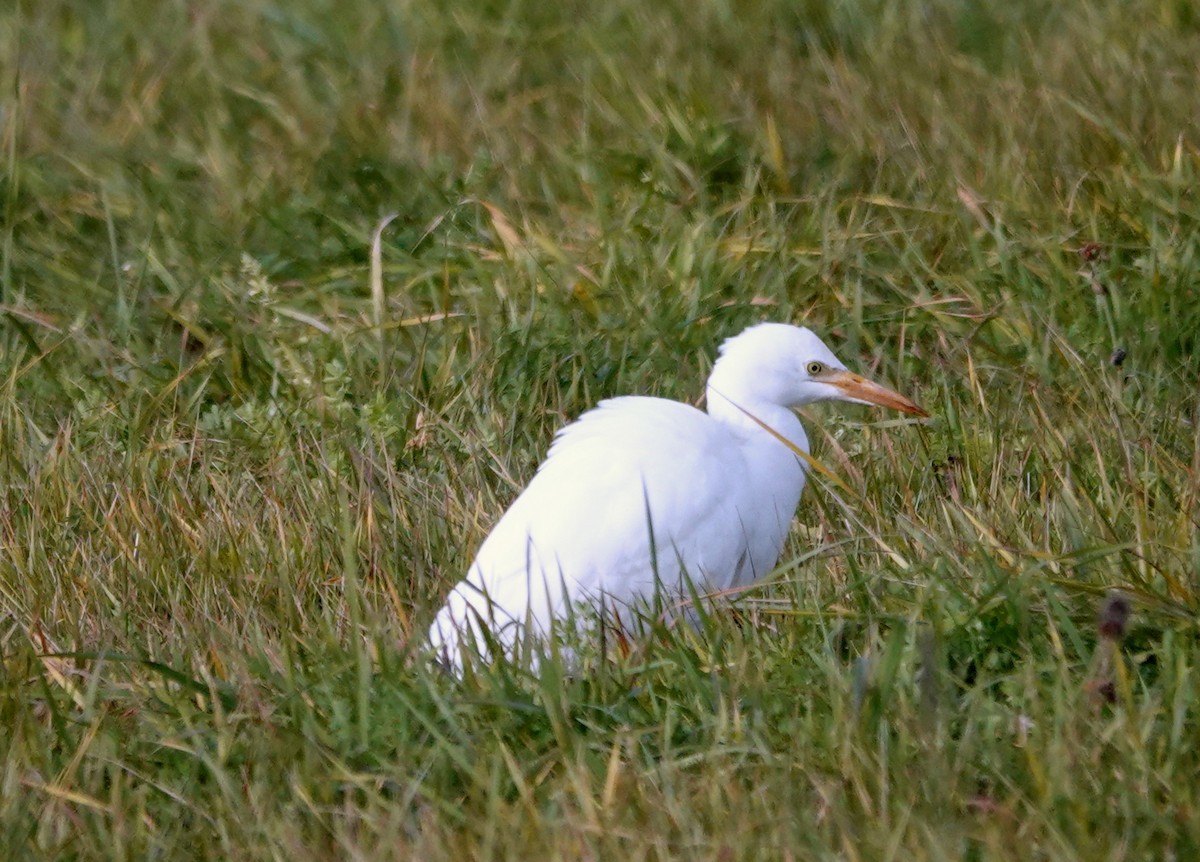 Western Cattle-Egret - ML644289471