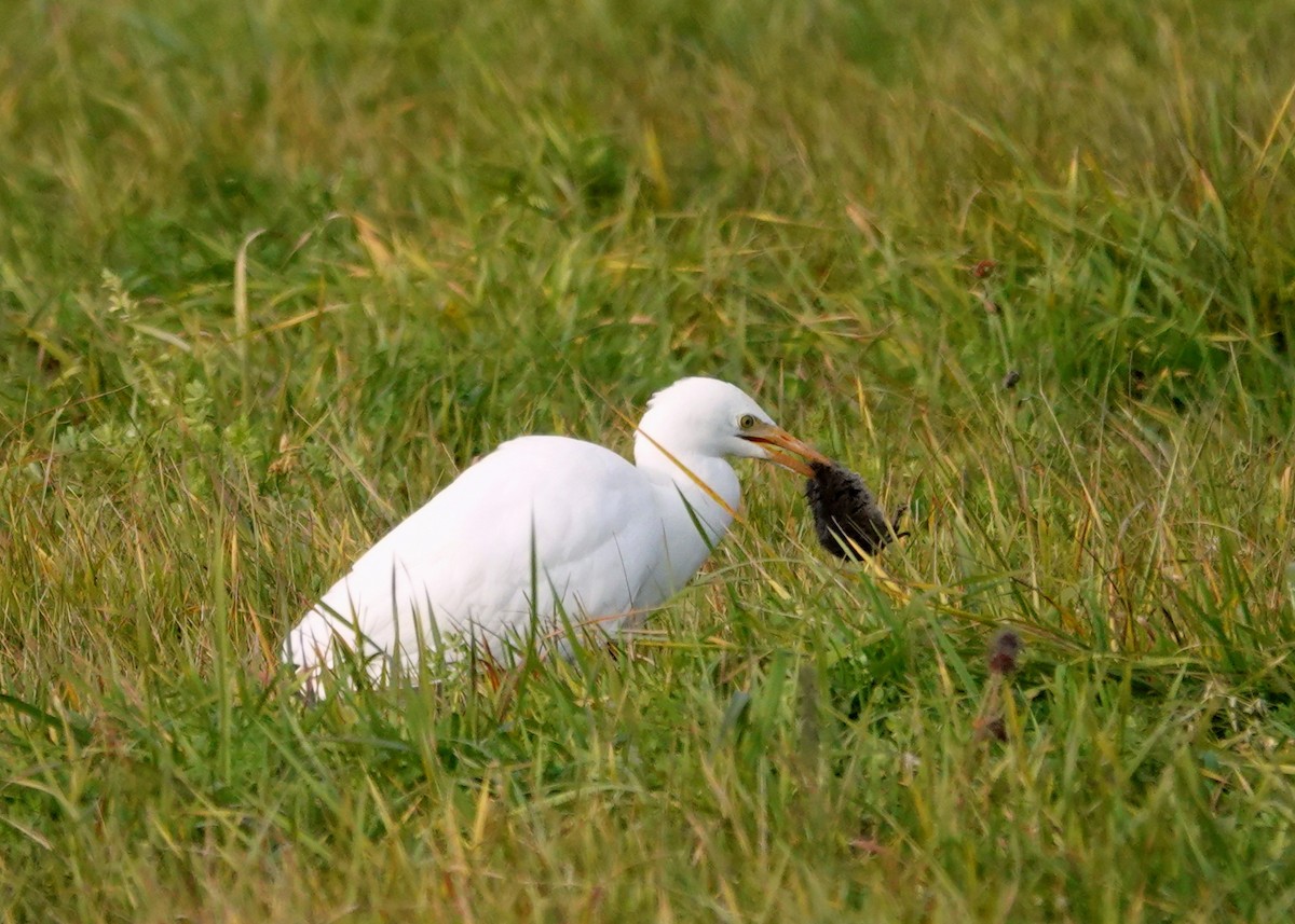 Western Cattle-Egret - ML644289472