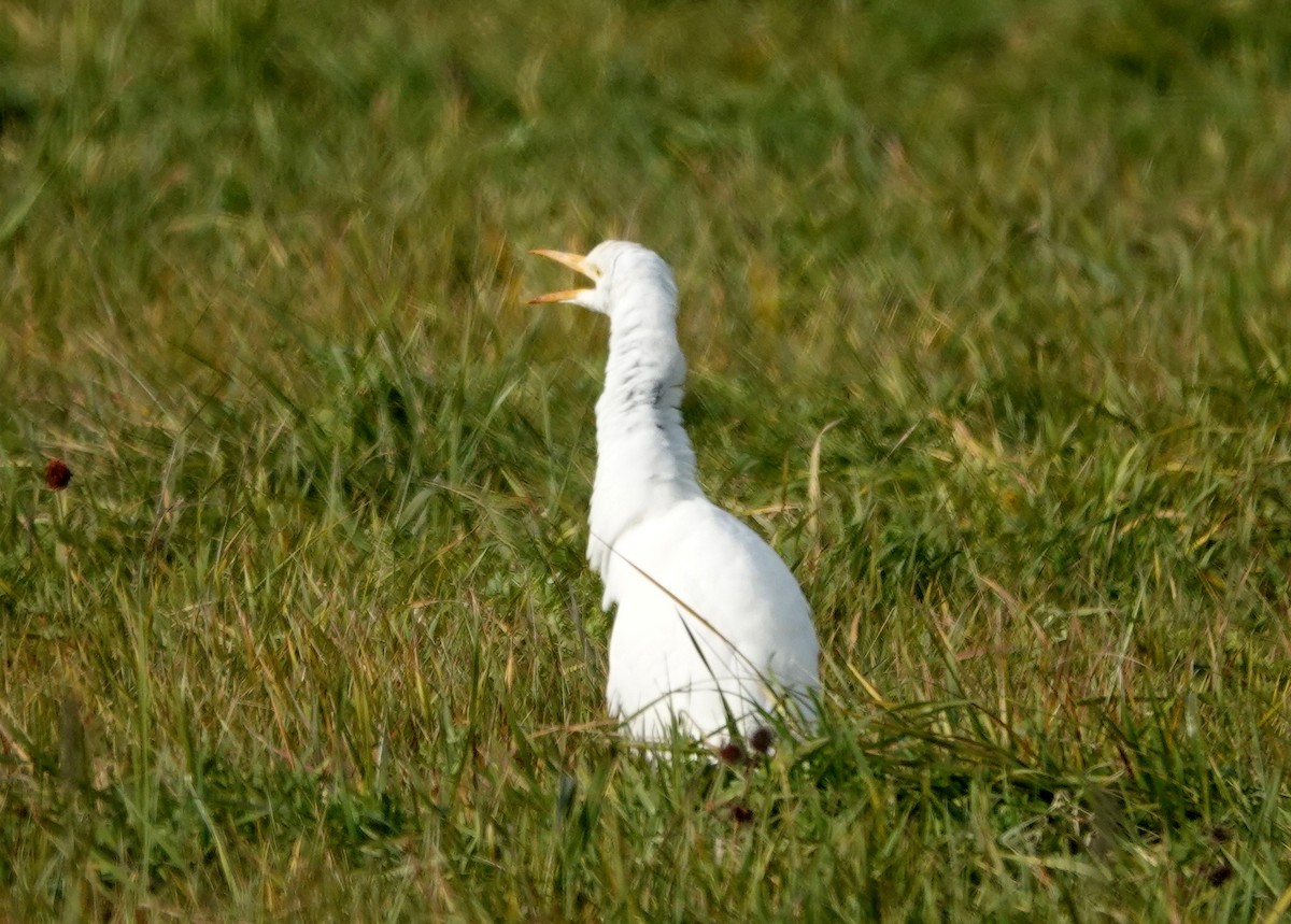 Western Cattle-Egret - ML644289473