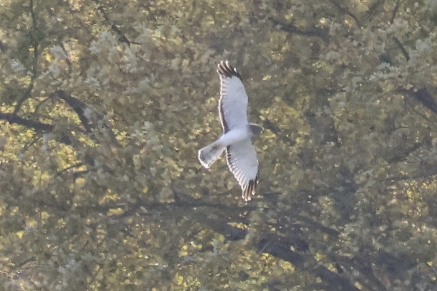Northern Harrier - ML644289477
