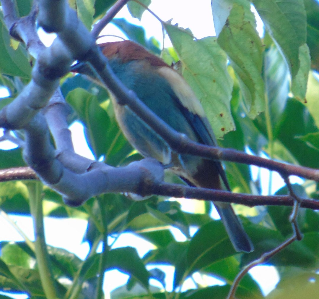 Chestnut-backed Tanager - ML644289478